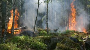 La Foresta Amazzonica brucia ancora, la situazione attuale