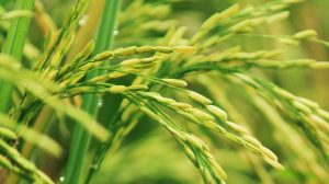Case di riso made in Italy: nuove soluzioni di bio-edilizia