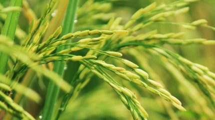 Case di riso made in Italy: nuove soluzioni di bio-edilizia