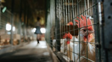 Edilizia libera: i pollai in lamiera richiedono permessi?