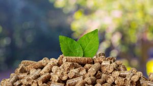 Incentivi impianti a biomassa: dal 13 giugno nuovi requisiti da soddisfare