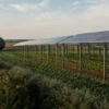 Agrivoltaico in area vincolata: il diniego deve valutare progetto e mitigazioni