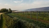 Agrivoltaico in area vincolata: il diniego deve valutare progetto e mitigazioni