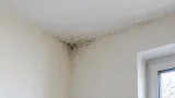 Muffa negli angoli del soffitto: condensa, ponti termici o infiltrazioni?