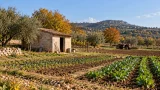 Costruire in zona agricola: il terreno da solo non dà diritto all’esonero dagli oneri